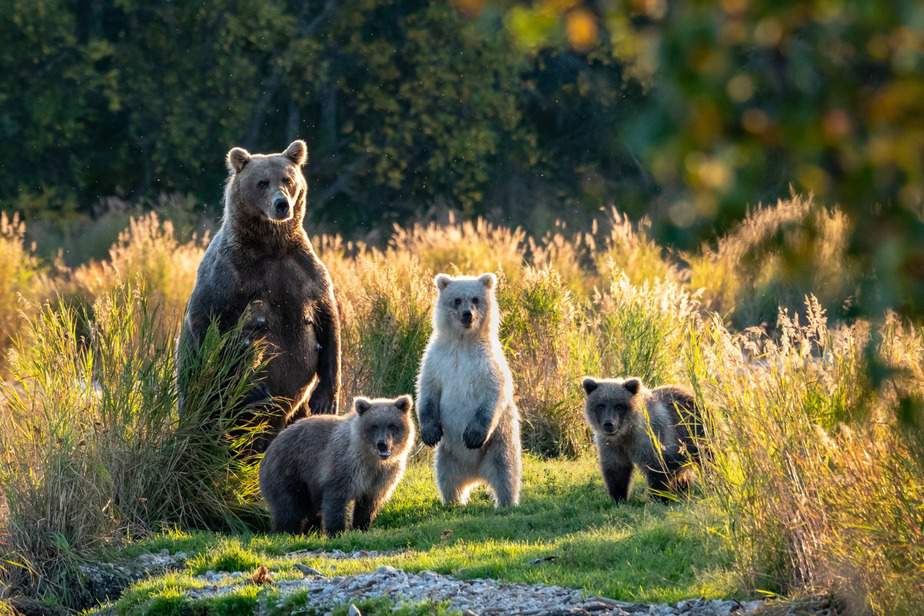 משפחת דובים חומים בפארק הלאומי קטאמי שבאלסקה. צילום: שאטרסטוק